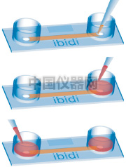 易必迪 ibidi 培養(yǎng)&染色 u-Slide I 圖1.png