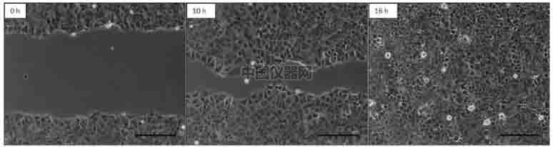 傷口愈合／細(xì)胞劃痕實(shí)驗(yàn)新方法－如何劃出筆直均一的劃痕